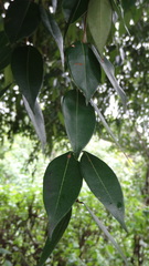 Syzygium zeylanicum