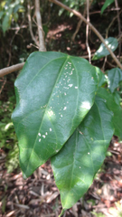 Erythropalum scandens
