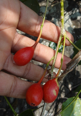Erythropalum scandens