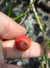 Erythropalum scandens