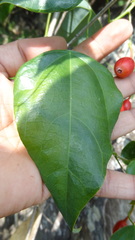 Erythropalum scandens