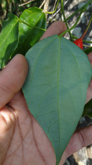 Erythropalum scandens