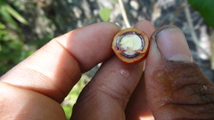 Erythropalum scandens