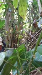 Erythropalum scandens