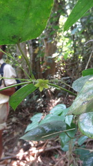 Erythropalum scandens