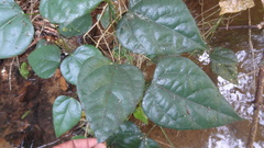Erythropalum scandens