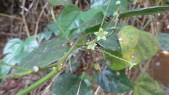 Erythropalum scandens