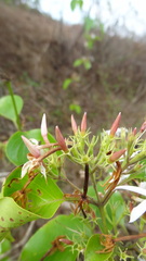 Jasminum malabaricum