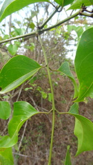 Jasminum malabaricum