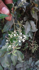 Ligustrum robustum perrottetii