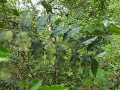 Ligustrum robustum perrottetii