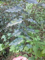 Ligustrum robustum perrottetii