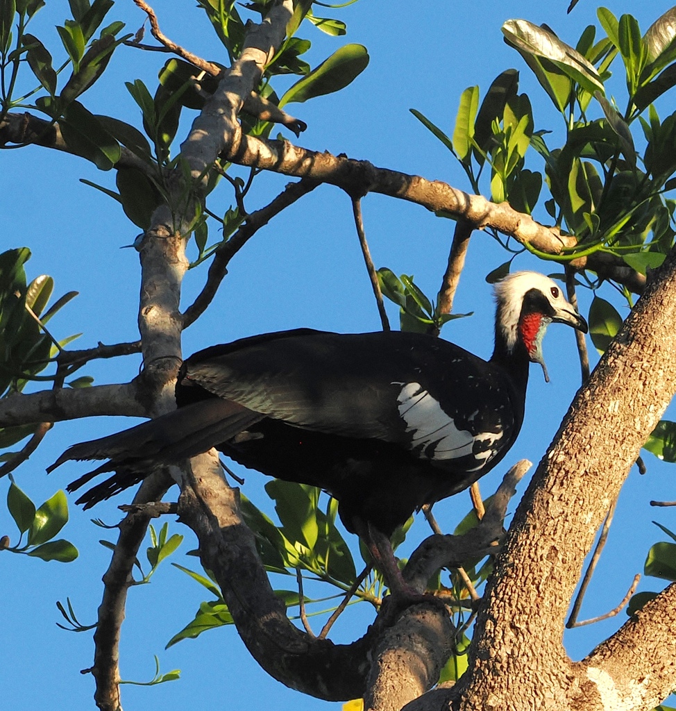 Red-throated Piping-Guan (White-crested)