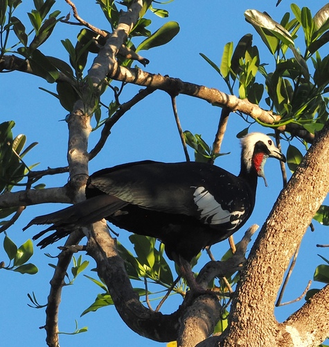 Red-throated Piping-Guan (White-crested)