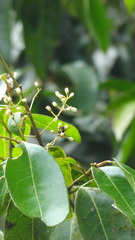 Olea dioica