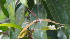Olea dioica