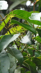 Olea dioica