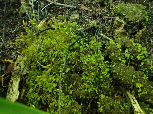 Fissidens taylorii observed 2025-08-24