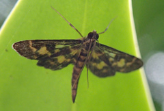 Physematia