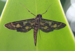 Physematia