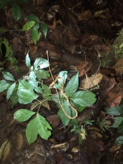 Imantodes lentiferus