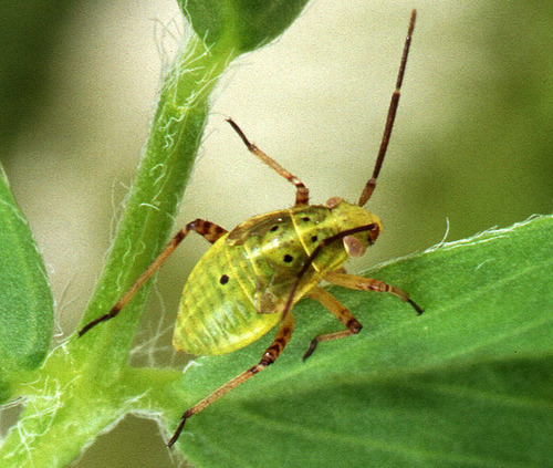 North American Tarnished Plant Bug photo 4