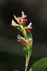 Polygala macowaniana