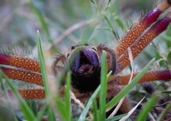Palystes martinfilmeri