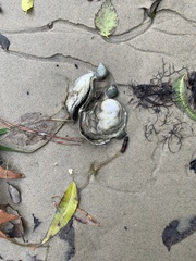 Crassostrea virginica