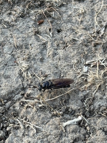 Unknown species found near NW Jackson Ave, Corvallis, OR, US