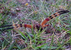Palystes martinfilmeri