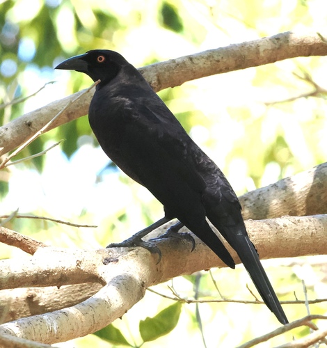Giant Cowbird