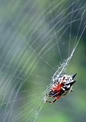 Gasteracantha sanguinolenta