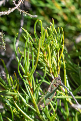 Pteronia tenuifolia