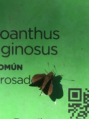 Cymaenes odilia