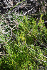 Pteronia tenuifolia