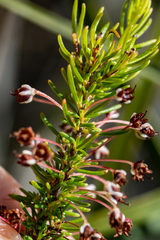 Erica rubiginosa