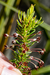 Erica rubiginosa