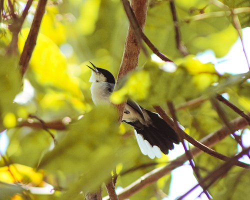 Tropical Gnatcatcher (Polioptila plumbea), photo 7