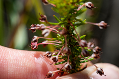 Erica rubiginosa