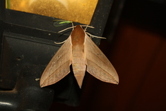 Theretra alecto