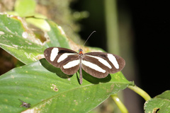 Aeria eurimedia
