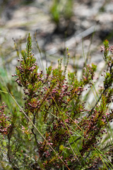 Erica rubiginosa