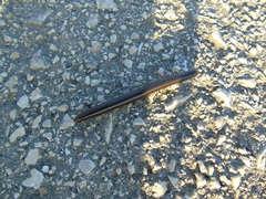 Pachyiulus apfelbecki