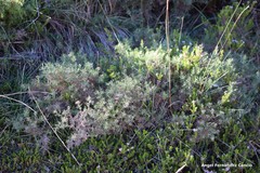 Genista hispanica