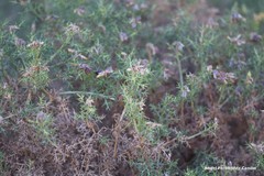 Genista hispanica