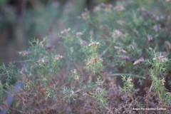 Genista hispanica