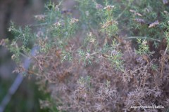 Genista hispanica