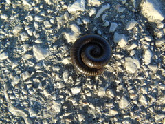 Pachyiulus apfelbecki