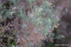 Genista hispanica